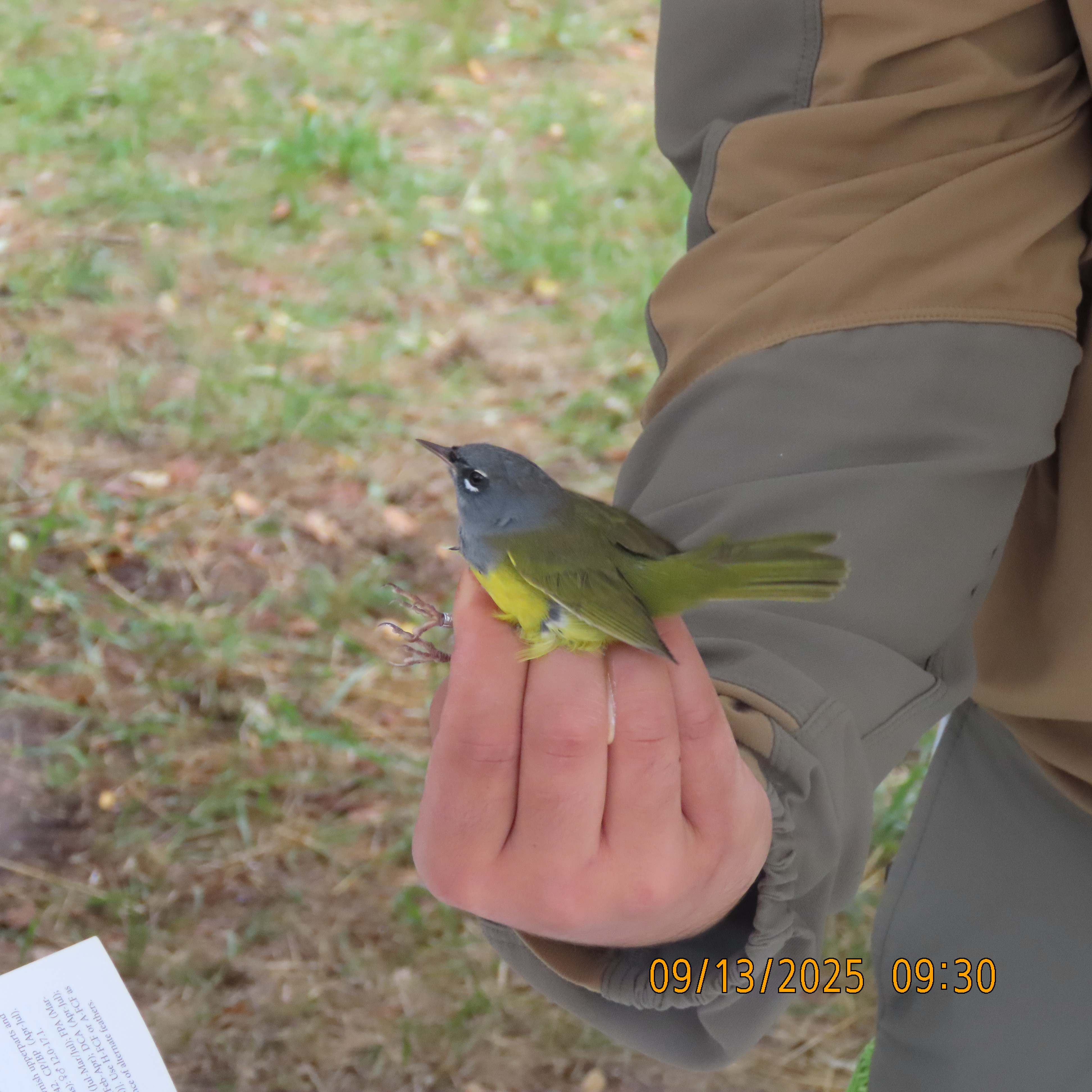 Ackerman.IMG 9120.MacGillivrays.Warbler.banded.Ridgway.State.Park.Sept13 2025