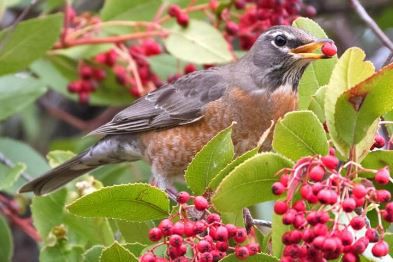American robin Don Marsh