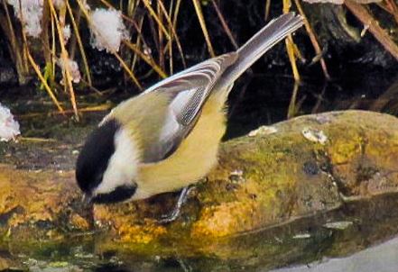 Black Capped Chickadee