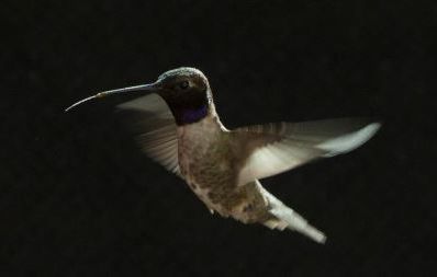 Black Chinned Hummingbird Laura Mah