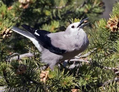 Clarks Nutcracker - Don Marsh