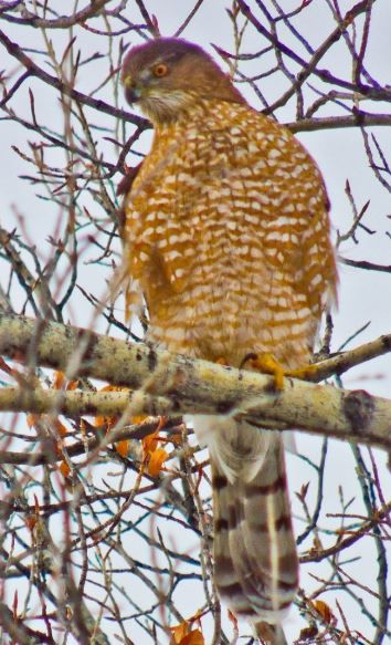Coopers Hawk - Arden Anderson