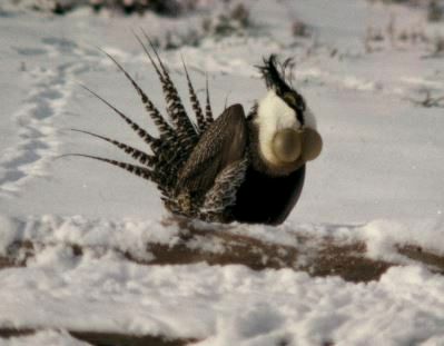 Gunnison Sage Grouse - Doug Homan