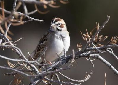 Lark Sparrow - Verlee Sanburg