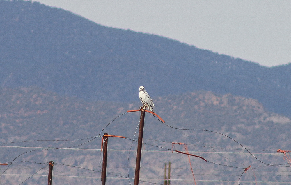 Leucistic red tail Neil Perry 2019l