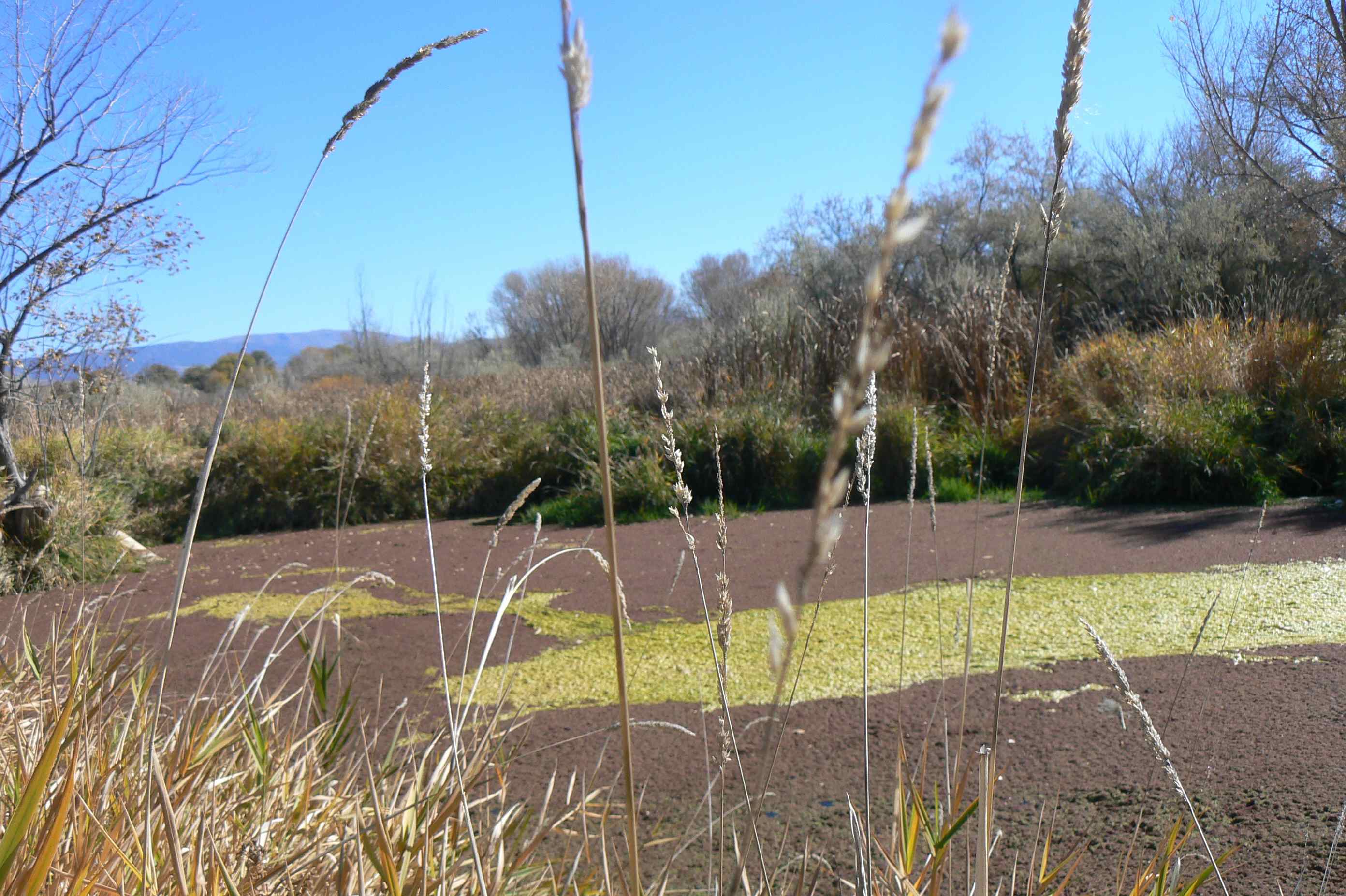 South pond with fern and algae