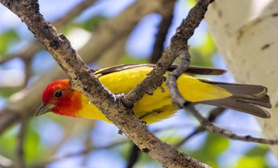 Western Tanager - Verlee Sanburg