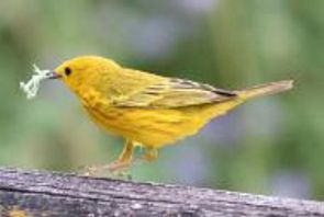 Yellow Warbler - Don Marsh
